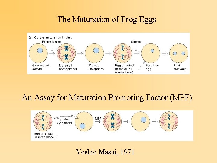 The Maturation of Frog Eggs An Assay for Maturation Promoting Factor (MPF) Yoshio Masui,