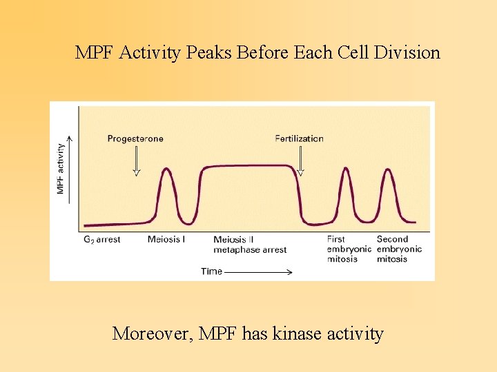 MPF Activity Peaks Before Each Cell Division Moreover, MPF has kinase activity 