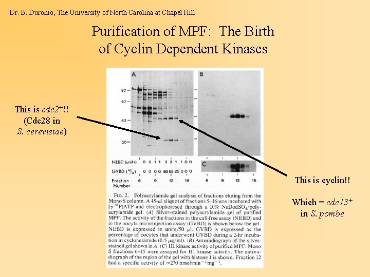 Dr. B. Duronio, The University of North Carolina at Chapel Hill Purification of MPF: