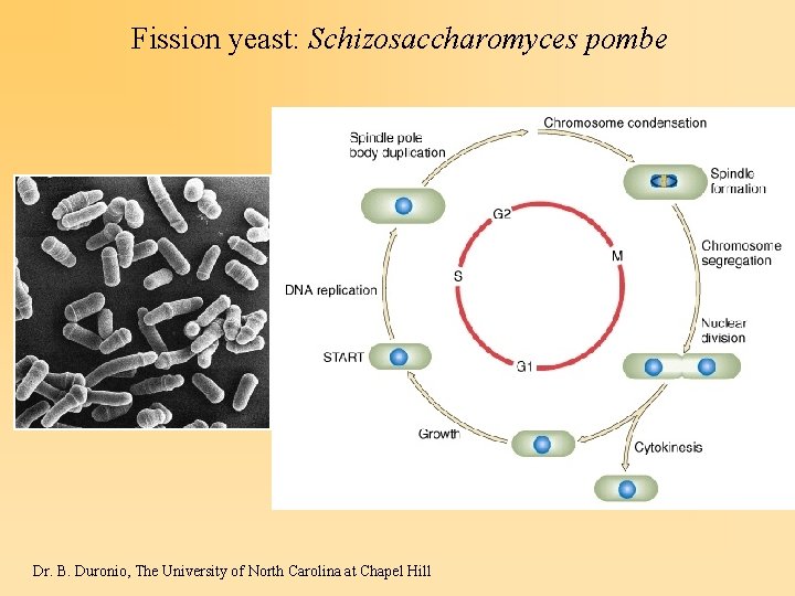 Fission yeast: Schizosaccharomyces pombe Dr. B. Duronio, The University of North Carolina at Chapel