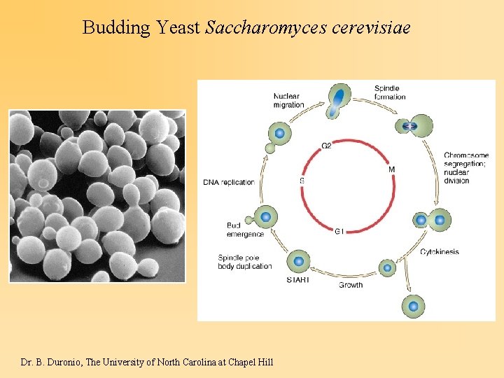 Budding Yeast Saccharomyces cerevisiae Dr. B. Duronio, The University of North Carolina at Chapel