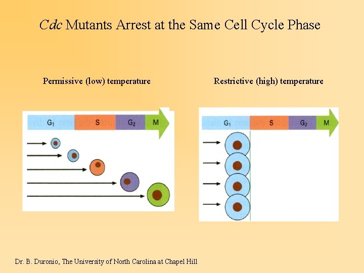 Cdc Mutants Arrest at the Same Cell Cycle Phase Permissive (low) temperature Dr. B.