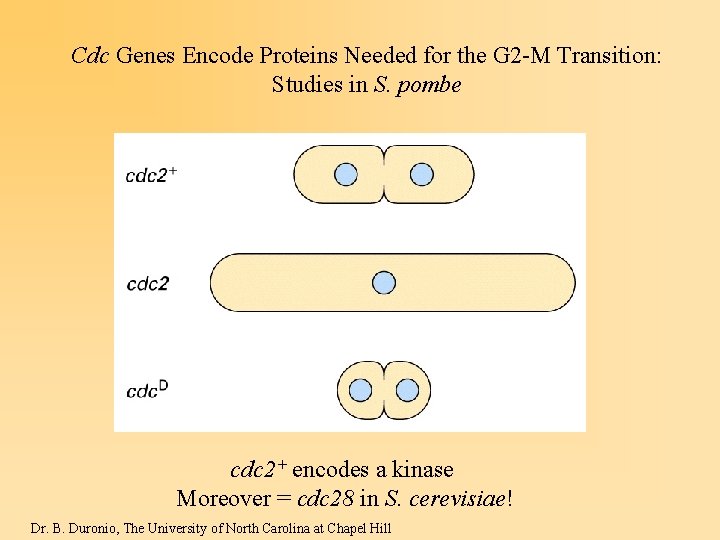 Cdc Genes Encode Proteins Needed for the G 2 -M Transition: Studies in S.