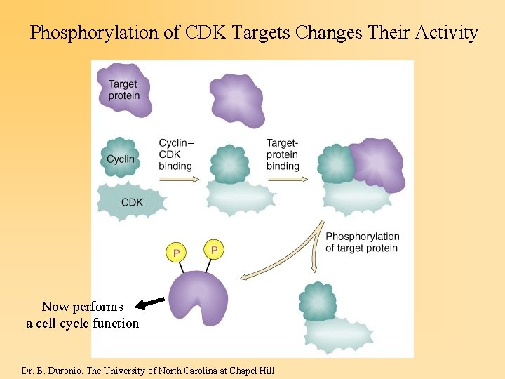 Phosphorylation of CDK Targets Changes Their Activity Now performs a cell cycle function Dr.