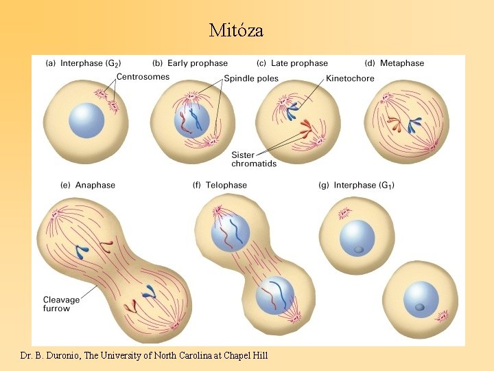 Mitóza Dr. B. Duronio, The University of North Carolina at Chapel Hill 