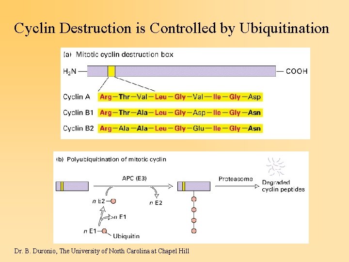 Cyclin Destruction is Controlled by Ubiquitination Dr. B. Duronio, The University of North Carolina