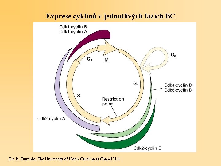 Exprese cyklinů v jednotlivých fázích BC Dr. B. Duronio, The University of North Carolina