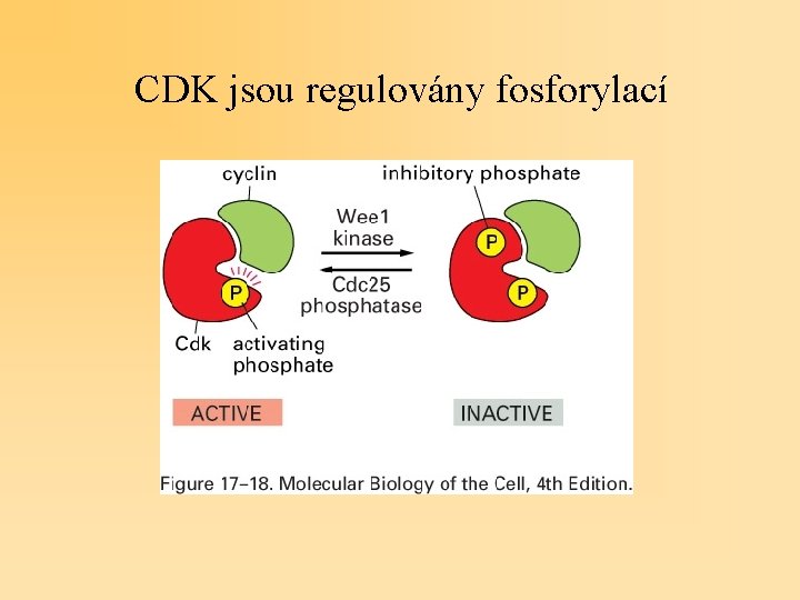 CDK jsou regulovány fosforylací 