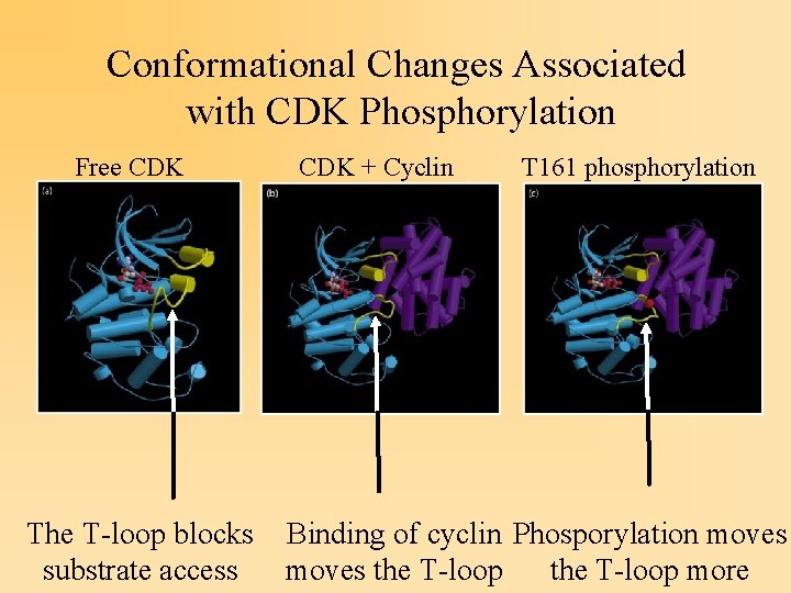 Conformational Changes Associated with CDK Phosphorylation Free CDK The T-loop blocks substrate access CDK