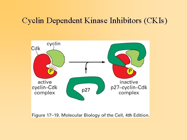 Cyclin Dependent Kinase Inhibitors (CKIs) 