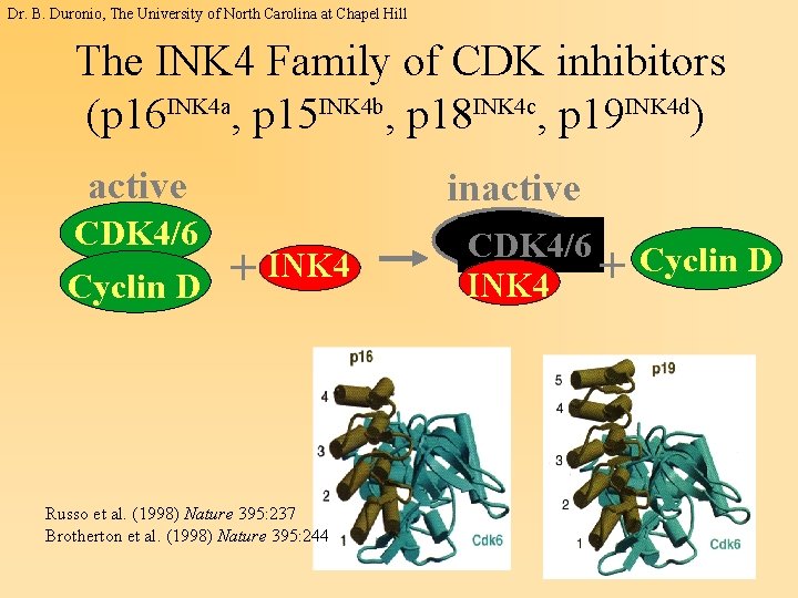 Dr. B. Duronio, The University of North Carolina at Chapel Hill The INK 4