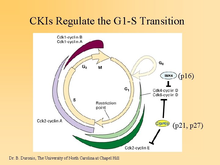 CKIs Regulate the G 1 -S Transition (p 16) (p 21, p 27) Dr.