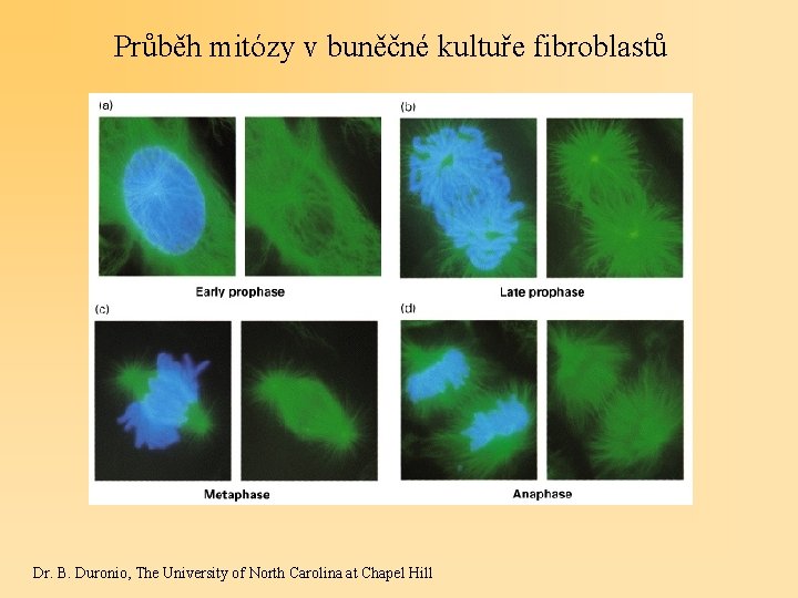 Průběh mitózy v buněčné kultuře fibroblastů Dr. B. Duronio, The University of North Carolina