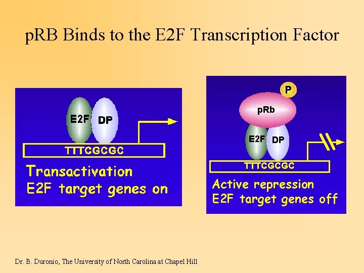 p. RB Binds to the E 2 F Transcription Factor Dr. B. Duronio, The