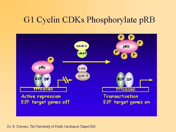 G 1 Cyclin CDKs Phosphorylate p. RB Dr. B. Duronio, The University of North