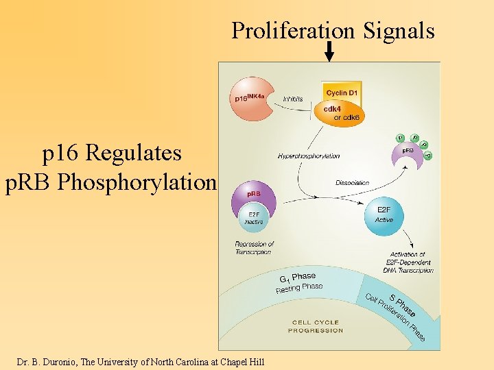 Proliferation Signals p 16 Regulates p. RB Phosphorylation Dr. B. Duronio, The University of