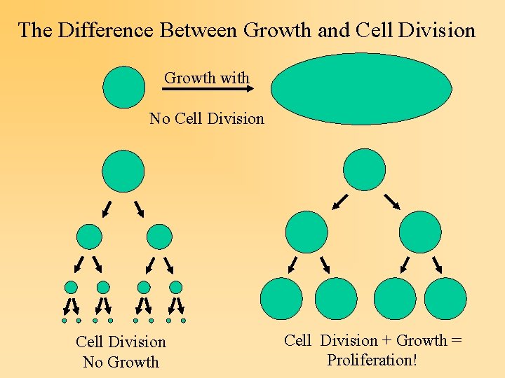 The Difference Between Growth and Cell Division Growth with No Cell Division No Growth