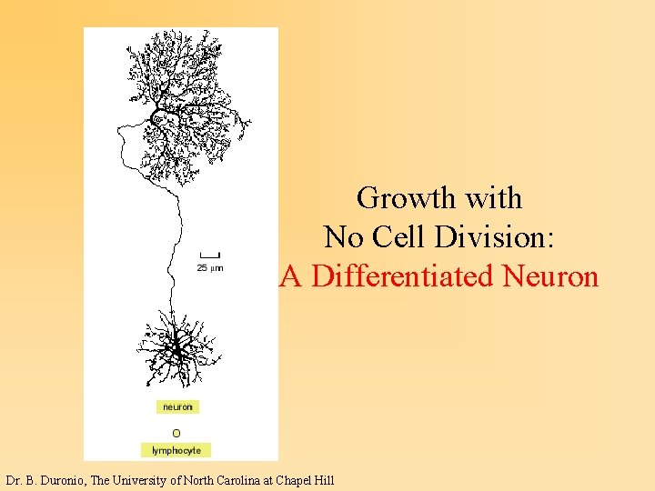 Growth with No Cell Division: A Differentiated Neuron Dr. B. Duronio, The University of