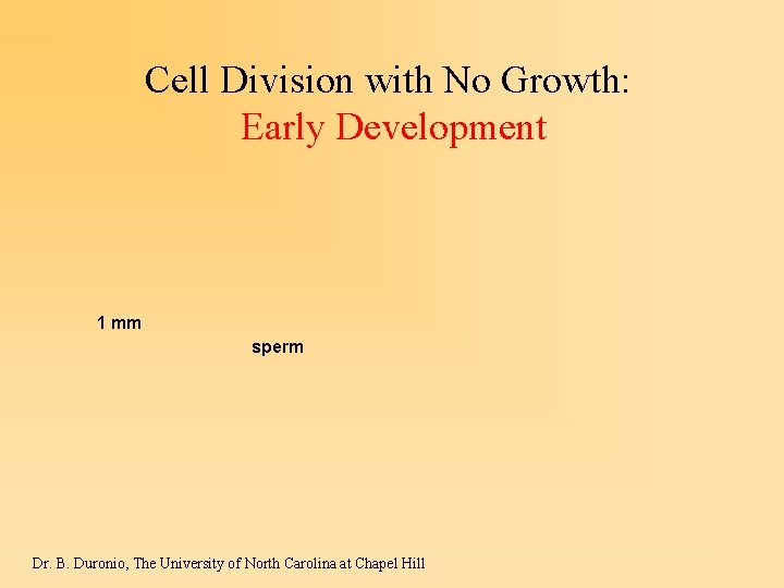 Cell Division with No Growth: Early Development 1 mm sperm Dr. B. Duronio, The