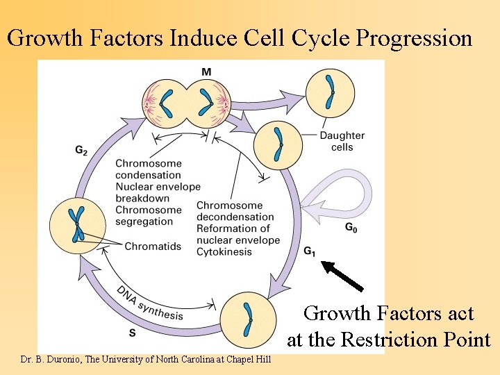 Growth Factors Induce Cell Cycle Progression Growth Factors act at the Restriction Point Dr.