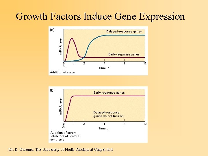 Growth Factors Induce Gene Expression Dr. B. Duronio, The University of North Carolina at