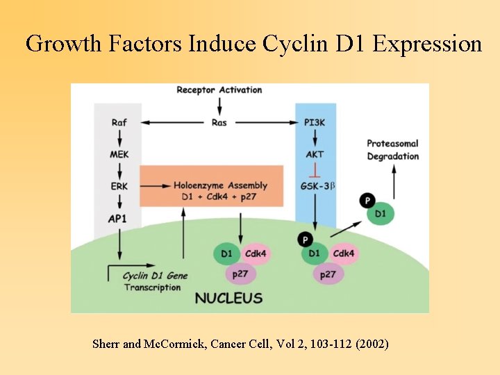 Growth Factors Induce Cyclin D 1 Expression Sherr and Mc. Cormick, Cancer Cell, Vol