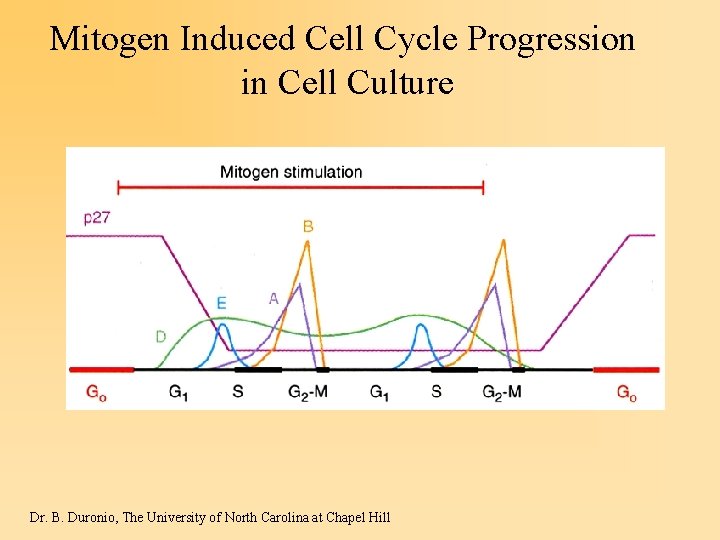 Mitogen Induced Cell Cycle Progression in Cell Culture Dr. B. Duronio, The University of