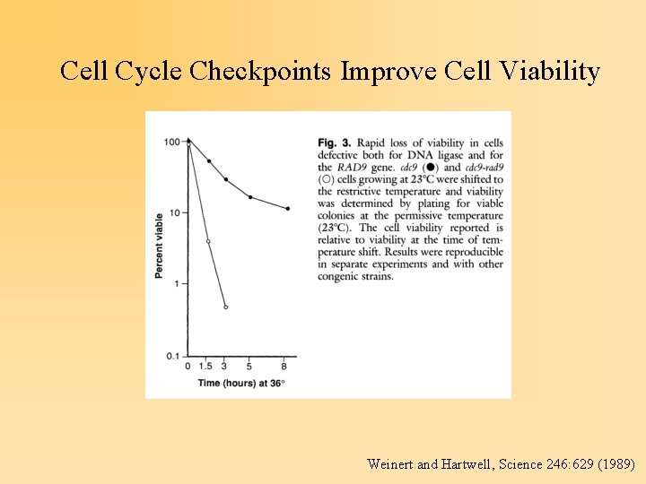 Cell Cycle Checkpoints Improve Cell Viability Weinert and Hartwell, Science 246: 629 (1989) 