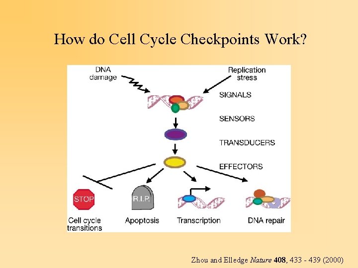 How do Cell Cycle Checkpoints Work? Zhou and Elledge Nature 408, 433 - 439