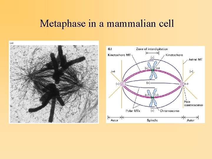 Metaphase in a mammalian cell 