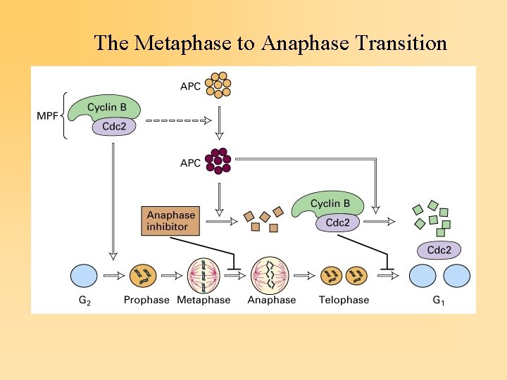 The Metaphase to Anaphase Transition 