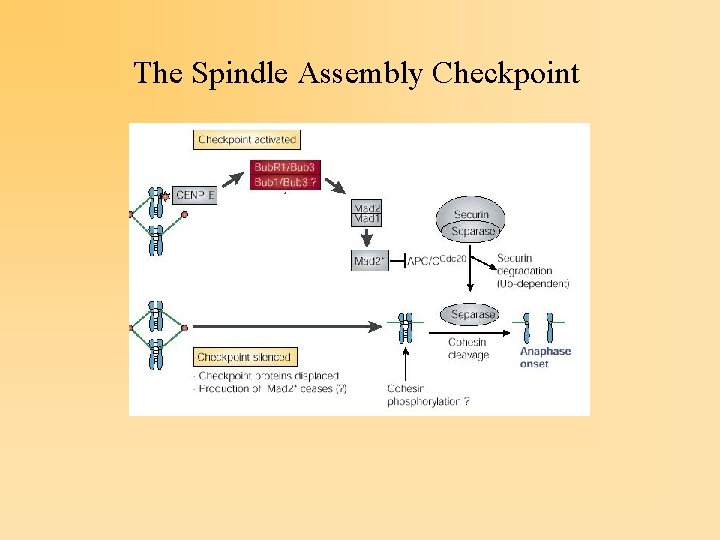 The Spindle Assembly Checkpoint 