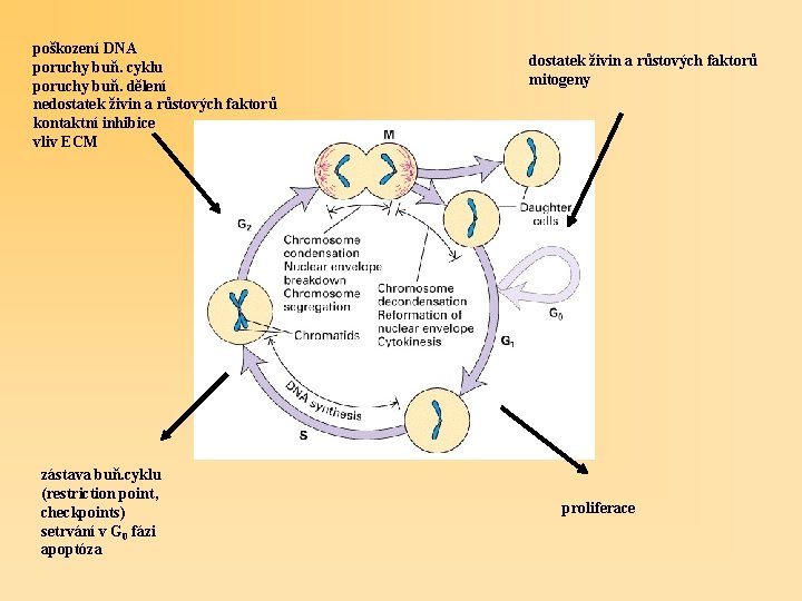poškození DNA poruchy buň. cyklu poruchy buň. dělení nedostatek živin a růstových faktorů kontaktní