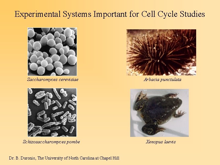 Experimental Systems Important for Cell Cycle Studies Saccharomyces cerevisiae Schizosaccharomyces pombe Dr. B. Duronio,