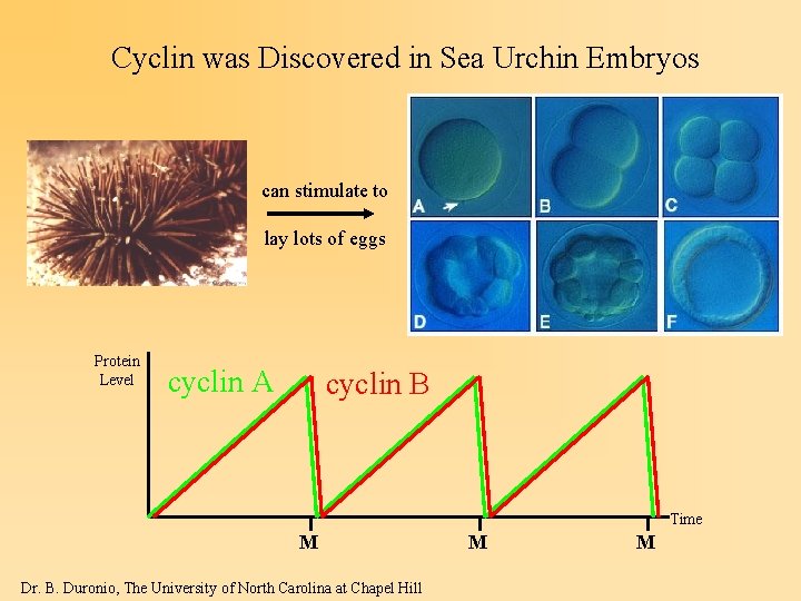 Cyclin was Discovered in Sea Urchin Embryos can stimulate to lay lots of eggs