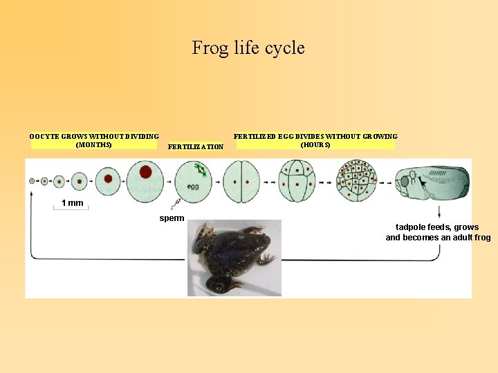 Frog life cycle OOCYTE GROWS WITHOUT DIVIDING (MONTHS) FERTILIZATION FERTILIZED EGG DIVIDES WITHOUT GROWING