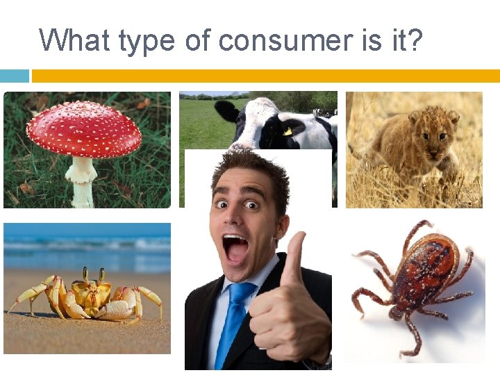 What type of consumer is it? 