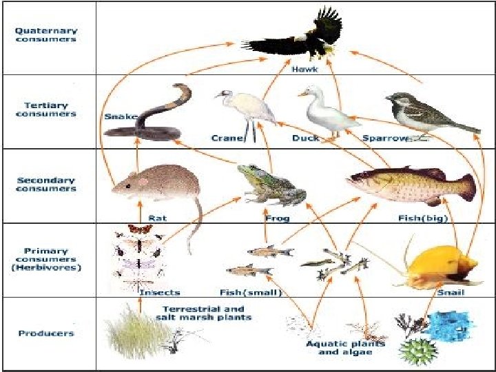 Food Chains 