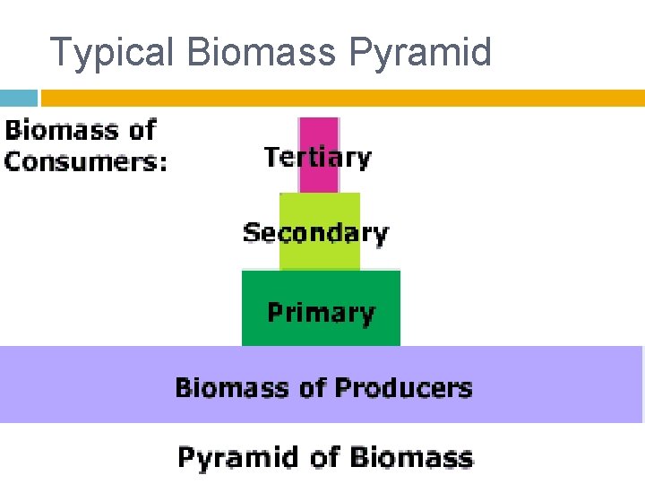 Typical Biomass Pyramid 