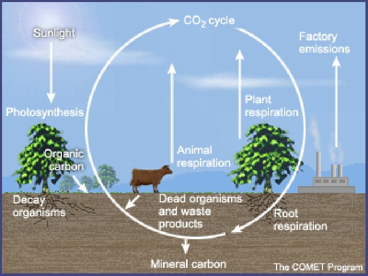 INSERT CARBON CYCLE PIC 
