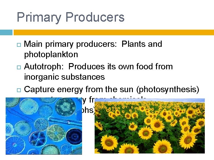 Primary Producers Main primary producers: Plants and photoplankton Autotroph: Produces its own food from