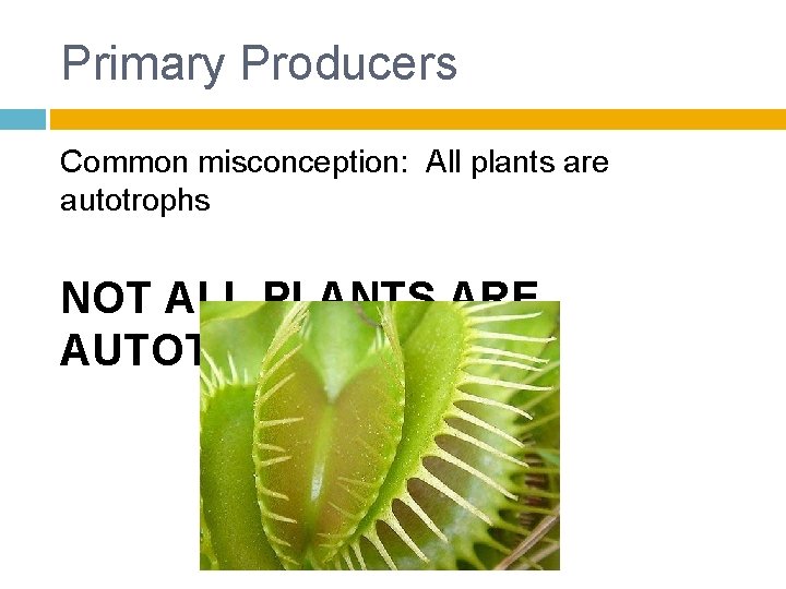 Primary Producers Common misconception: All plants are autotrophs NOT ALL PLANTS ARE AUTOTROPHS 