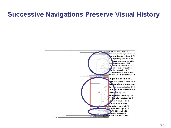 Successive Navigations Preserve Visual History 25 