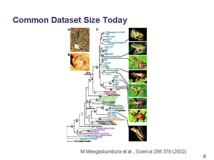 Common Dataset Size Today M Meegaskumbura et al. , Science 298: 379 (2002) 3