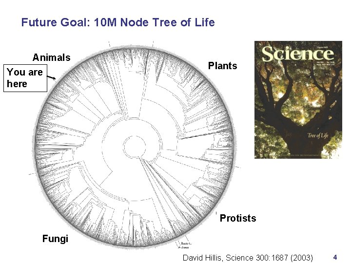 Future Goal: 10 M Node Tree of Life Animals You are here Plants Protists