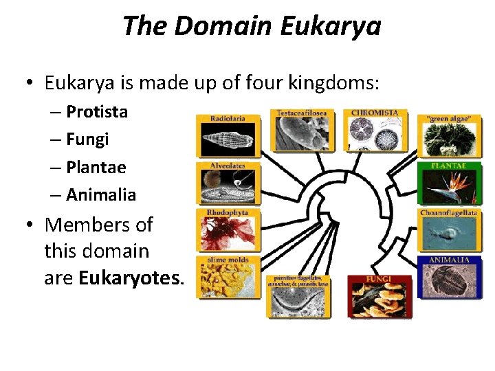 The Domain Eukarya • Eukarya is made up of four kingdoms: – Protista –