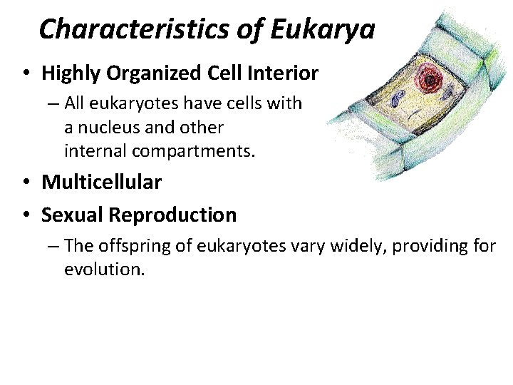 Characteristics of Eukarya • Highly Organized Cell Interior – All eukaryotes have cells with