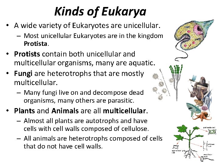 Kinds of Eukarya • A wide variety of Eukaryotes are unicellular. – Most unicellular