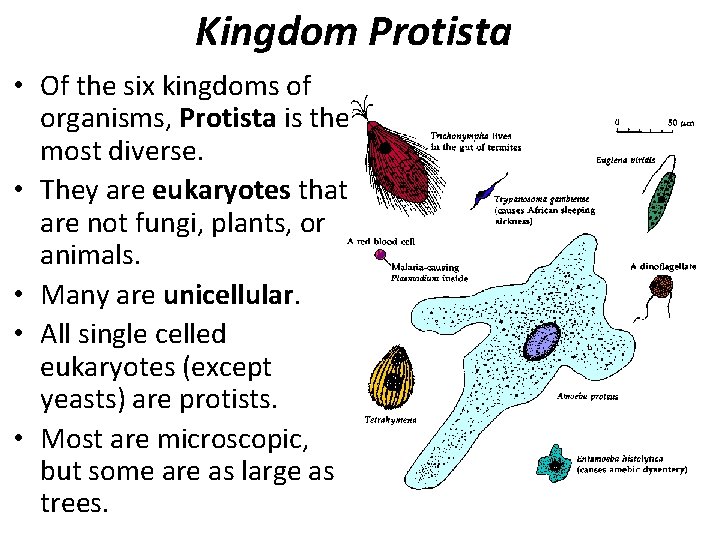 Kingdom Protista • Of the six kingdoms of organisms, Protista is the most diverse.
