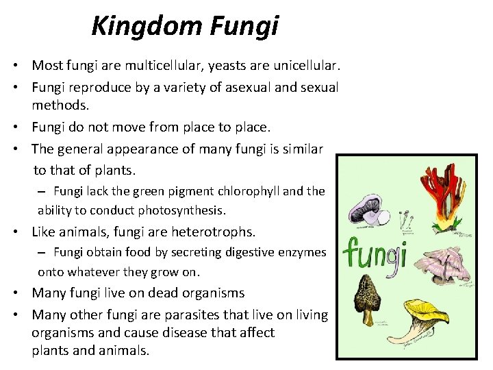 Kingdom Fungi • Most fungi are multicellular, yeasts are unicellular. • Fungi reproduce by